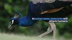 Will Peacocks Attack Humans?