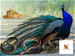 Will Peacocks Kill Snakes?