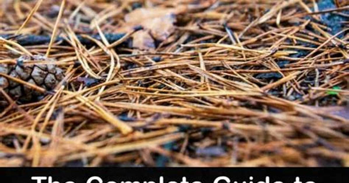 Will Pine Needles Compost?