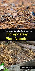 Will Pine Needles Compost?