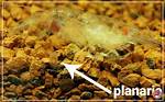 Will Planaria Kill Shrimp?