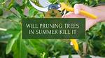 Will Pruning a Tree in Summer Kill It?