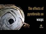 Will Pyrethrin Kill Wasps?