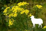 Will Ragwort Kill Sheep?
