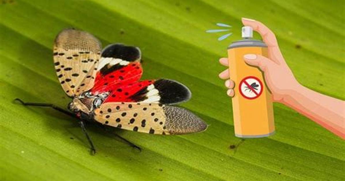 Will Raid Kill Spotted Lanternflies?