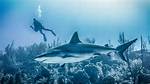 Will Reef Sharks Attack Humans?