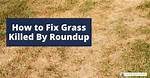 Will Roundup Kill Hawkweed?