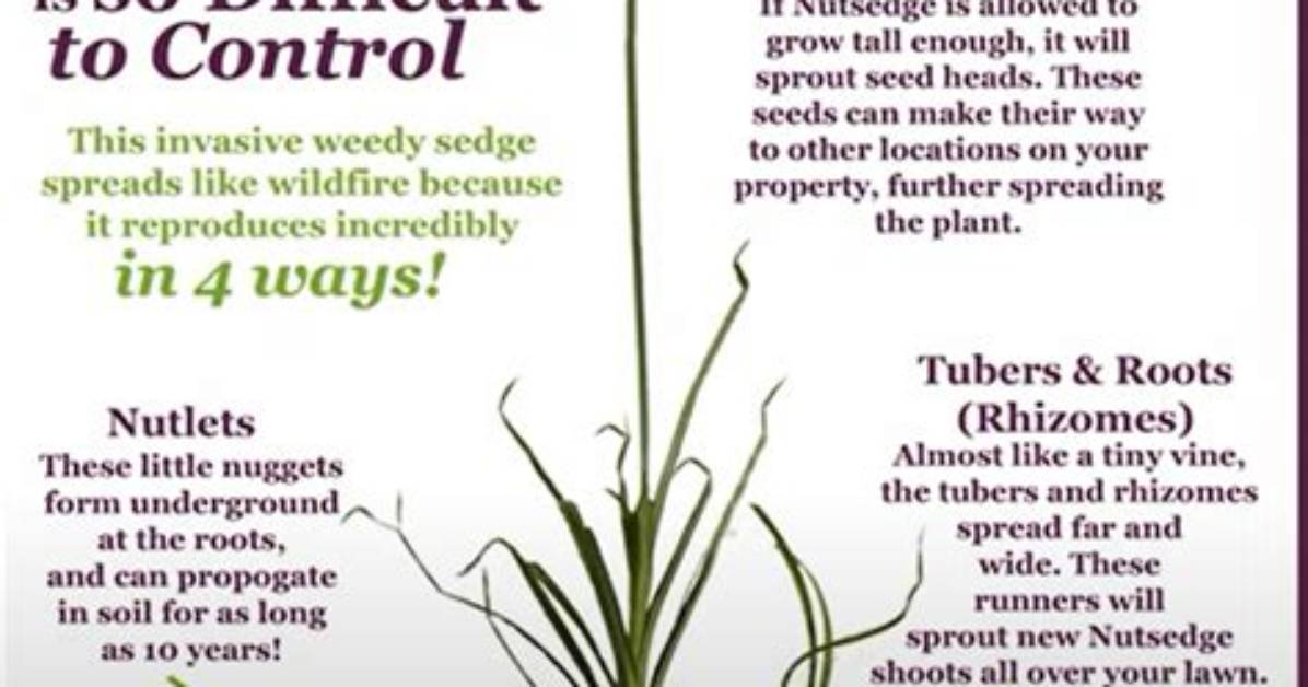 Will Roundup Kill Nutgrass?