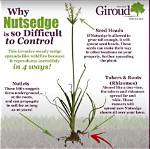Will Roundup Kill Nutgrass?