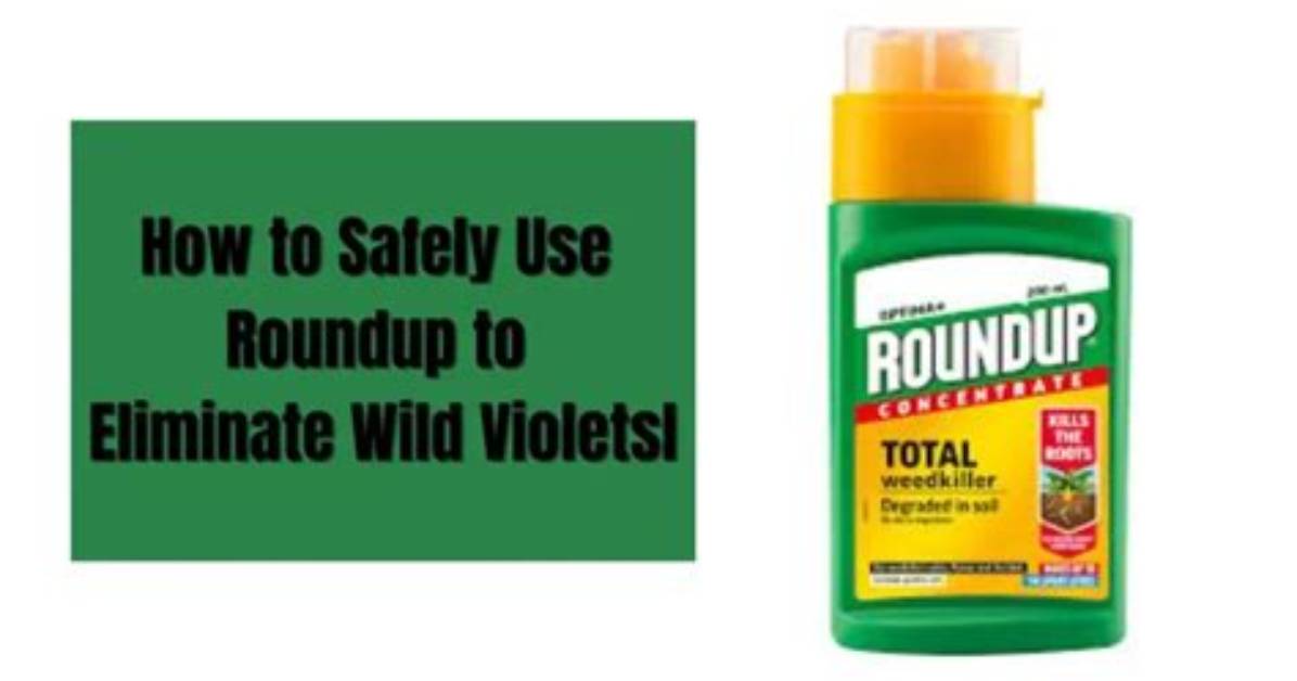 Will Roundup Kill Violets?