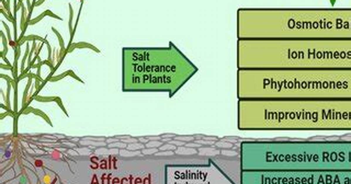 Will Salinity Kill Bacteria?