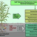 Will Salinity Kill Bacteria?