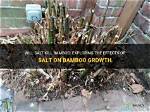 Will Salt Kill Bamboo?