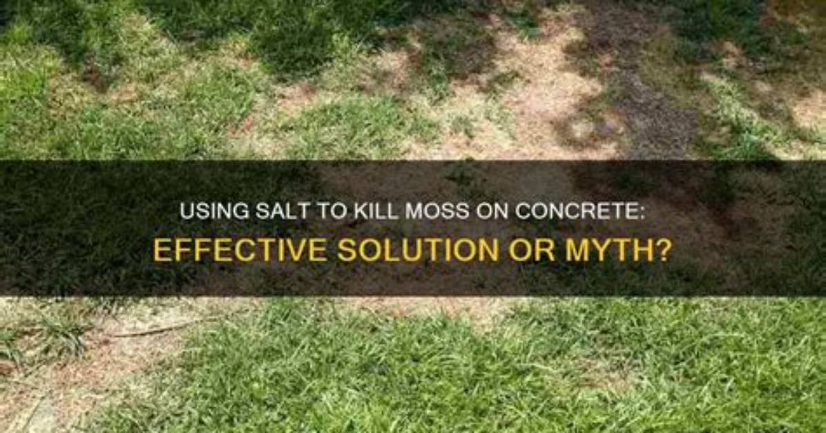 Will Salt Kill Moss?