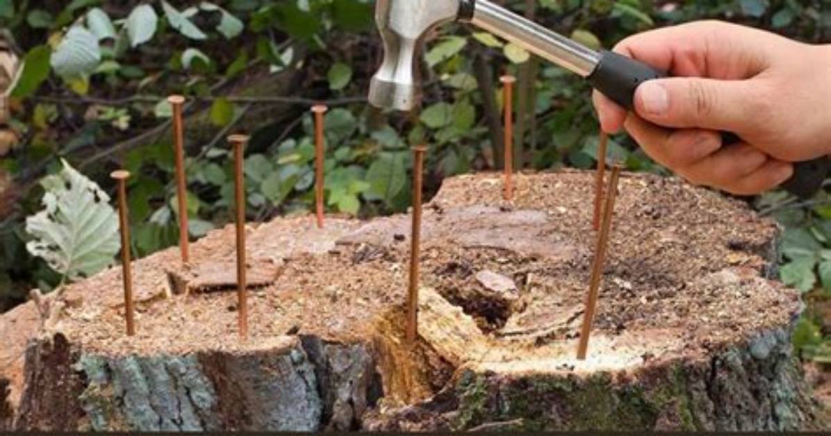 Will Screws Kill a Tree?