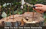 Will Screws Kill a Tree?