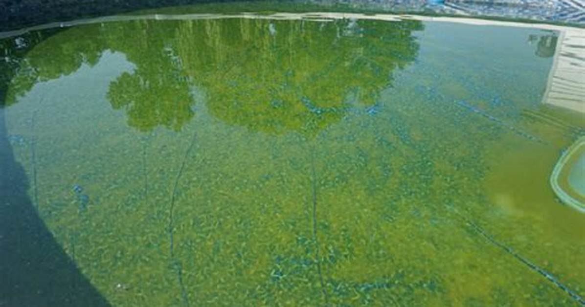 Will Shocking a Pool Kill Algae?
