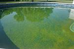Will Shocking a Pool Kill Algae?