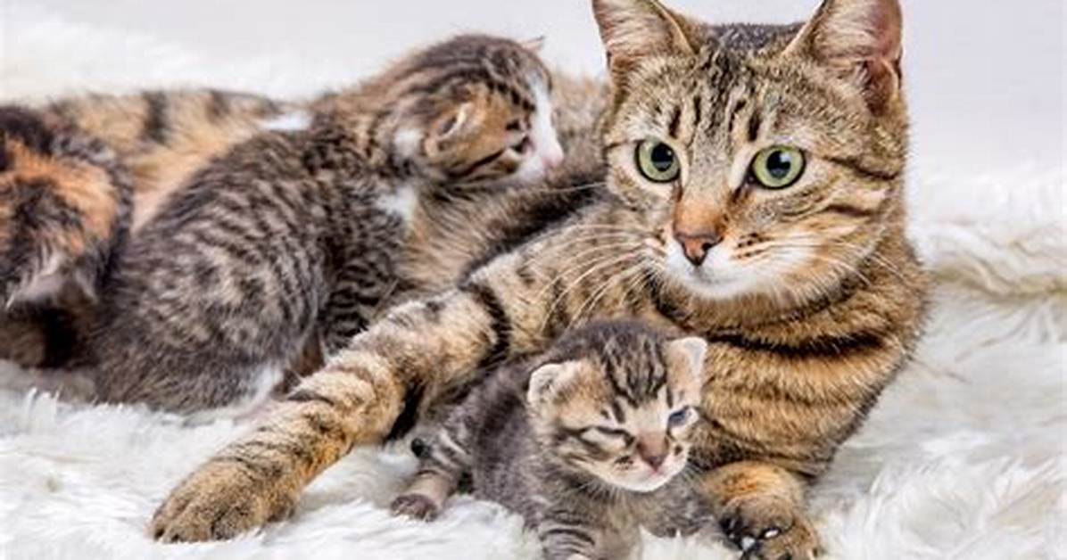 Will Sibling Kittens Mate?