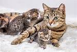 Will Sibling Kittens Mate?