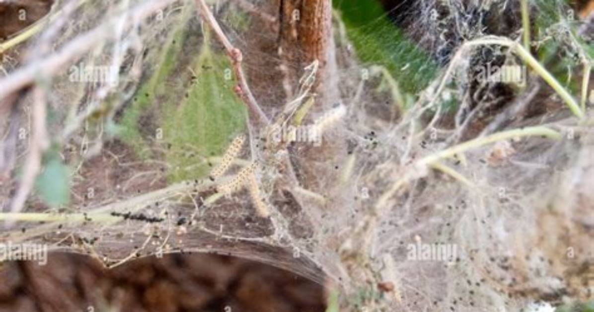 Will Silkworms Kill a Tree?