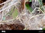 Will Silkworms Kill a Tree?