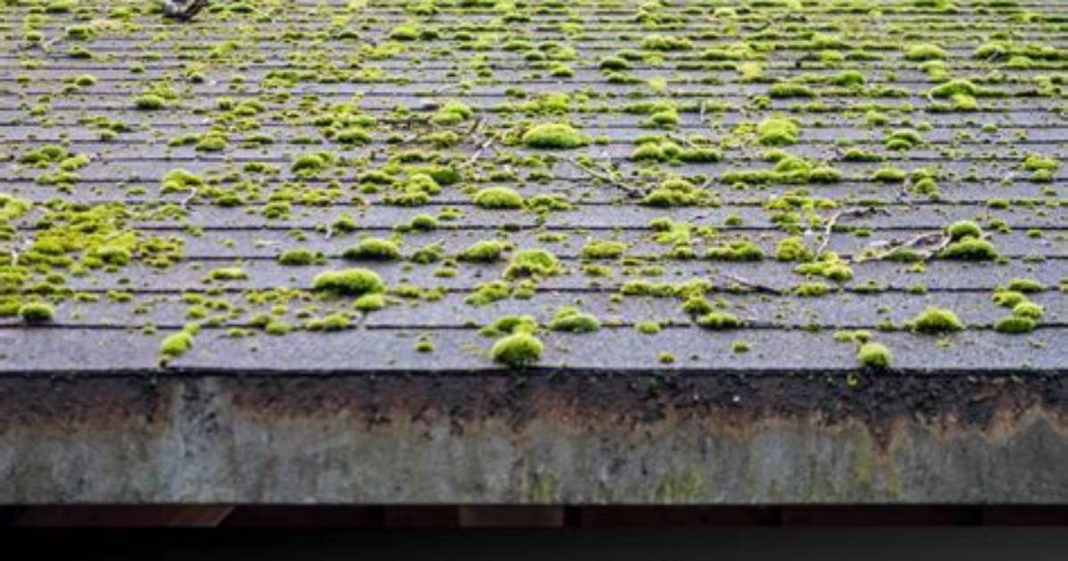 Will Simple Green Remove Moss?