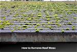 Will Simple Green Remove Moss?