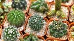 Will Small Cactus Grow