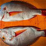 Will Snapper Have Bones?