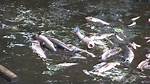 Will Soft Water Kill Fish?