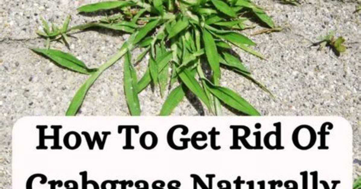 Will Solitaire Kill Crabgrass?