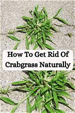 Will Solitaire Kill Crabgrass?