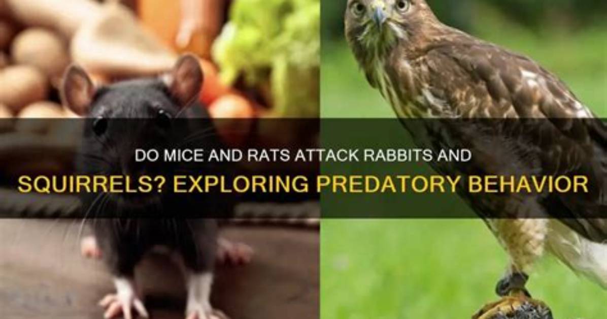 Will Squirrels Attack Rats