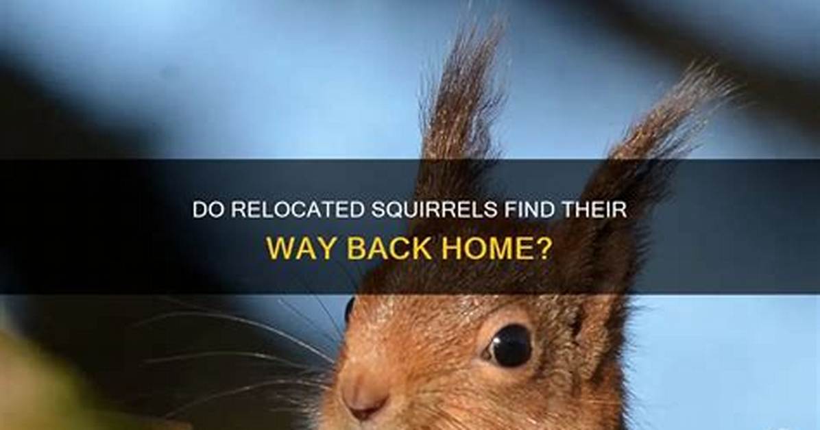 Will Squirrels Return If Relocated?