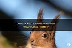 Will Squirrels Return If Relocated?