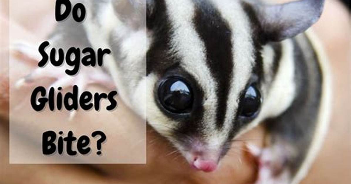 Will Sugar Gliders Bite?