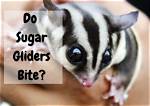 Will Sugar Gliders Bite?