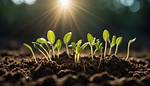 Will Sunlight Affect Germination?