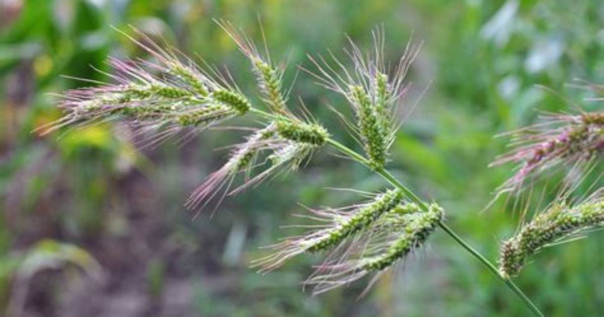 Will Tenacity Kill Barnyard Grass?