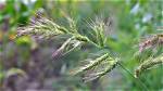 Will Tenacity Kill Barnyard Grass?