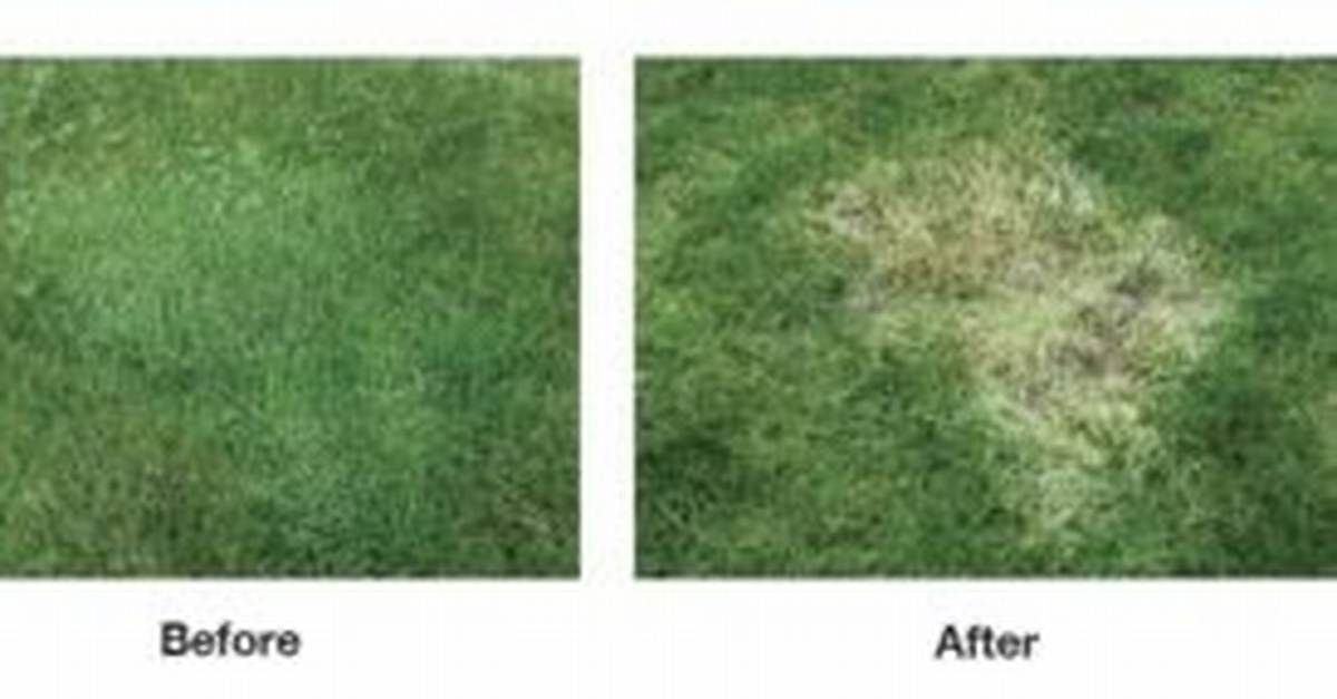 Will Tenacity Kill Bentgrass
