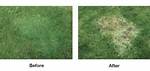 Will Tenacity Kill Bentgrass