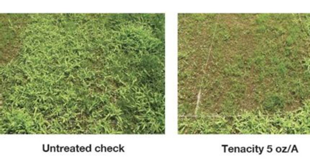 Will Tenacity Kill Bermuda