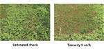 Will Tenacity Kill Bermuda