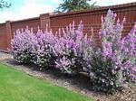 Will Texas Sage Freeze