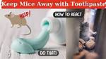 Will Toothpaste Kill Mice?