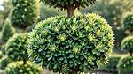 Will Topiary Grow Back?