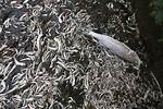 Will Toxic Kill Fish?