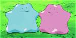 Will Two Dittos Breed?